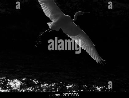 White great egret bird (Ardea alba) Stock Photo