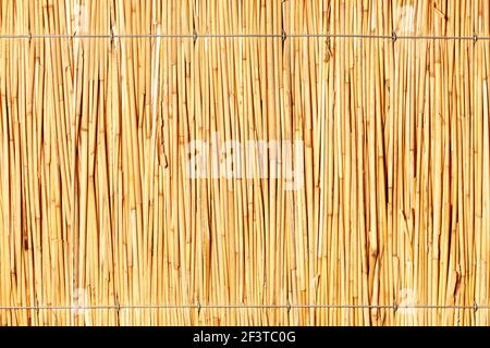 A reed wall with a bright texture and a light yellow background, tied with steel wire. High resolution, close-up. Stock Photo