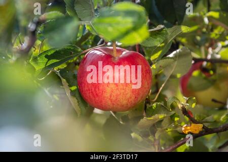 Ripe red apples on the branches of an apple tree in the garden are ready for harvest. Stock Photo