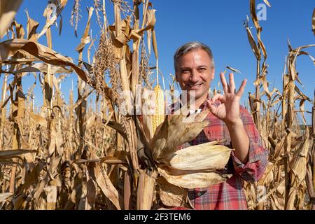 Smiling Mature Farmer Holding Ripe Corncob on Corn Field, Close up Shot. Harvest Time. Stock Photo