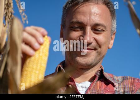 Mature Farmer Holding Ripe Corncob on Corn Field, Close up Shot. Harvest Time. Stock Photo