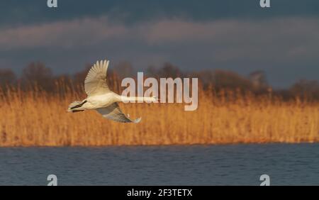 white swan quickly flies over a beautiful lake Stock Photo