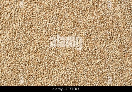 Quinoa grain or seeds for texture or ingredient background Stock Photo
