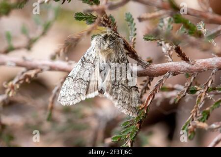 Yellow horned moth (Achlya flavicornis), in the Drepanidae family, on heather in Surrey during March or early spring, Surrey, UK Stock Photo