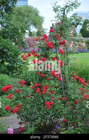 Red large-flowered Climber rose (Rosa) Blaze blooms on an obelisk in a garden in June Stock Photo