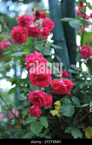 Red large-flowered Climber rose (Rosa) Demokracie blooms on an obelisk in a garden in July Stock Photo