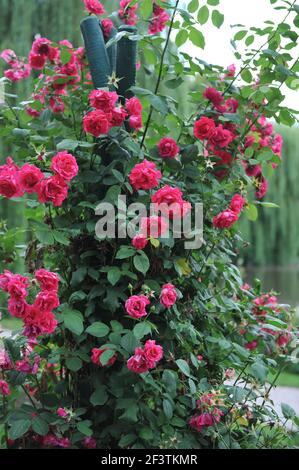 Red large-flowered Climber rose (Rosa) Demokracie blooms on an obelisk in a garden in July Stock Photo