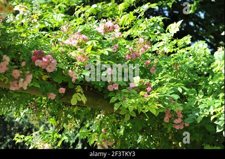 Light pink Polyantha rose (Rosa) Blush Rambler blooms on a pergola in a garden in June Stock Photo