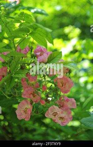 Light pink Polyantha rose (Rosa) Blush Rambler blooms in a garden in June Stock Photo