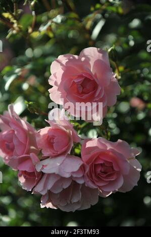 Pink double Shrub rose (Rosa) Bonica 82 blooms in a garden in September Stock Photo