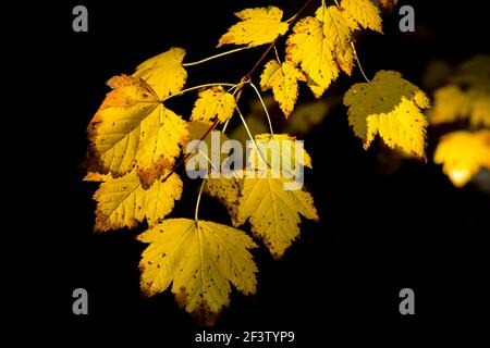 Autumn yellow leaves against a dark background near the Sweetcreek Falls in northeast Washington. Stock Photo