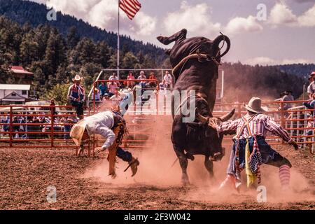 A cowboy in a bull-riding competition gets bucked off in a small-town rodeo in New Mexico. The clown distracts the bull as he falls. Stock Photo