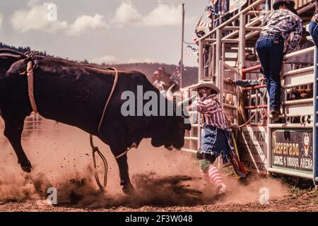 The rodeo clown or bullfighter distracts the bull to allow the cowboy to escape after coming off the bull in a rodeo in New Mexico. Stock Photo