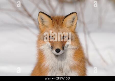 Red fox head shot close-up profile view looking at camera in the winter season in its environment with a snow background. Fox Image. Picture. Portrait. Stock Photo