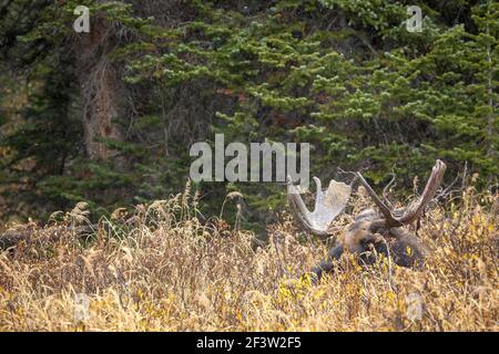 Bull moose during the autumn rut Stock Photo