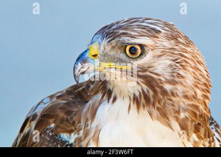 Horizontal close-up profile of red tailed hawk staring over its left shoulder ready to pounce Stock Photo