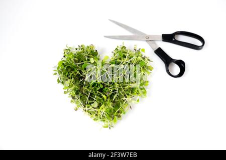 Cutting fresh microgreens: broccoli and red cabbage brassica microgreens in heart shape with scissors isolated on white Stock Photo