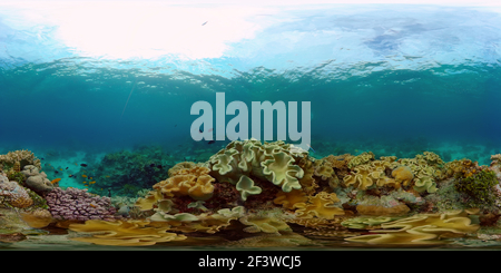 360 degree panoramic view of Tropical coral reef and fishes underwater.