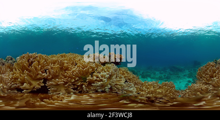 360 degree panoramic view of Tropical coral reef and fishes underwater.