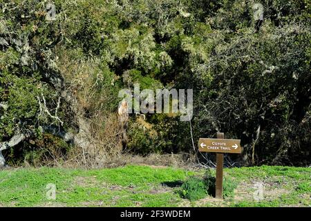 Wooden Coyote Creek Trail sign at the Holman Ranch in Carmel Valley, California, USA; hiking trail marker and sign. Stock Photo