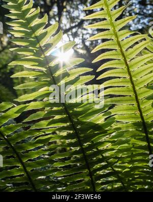 Fern leave backlit with sun starbursts shining through, vertical format Stock Photo