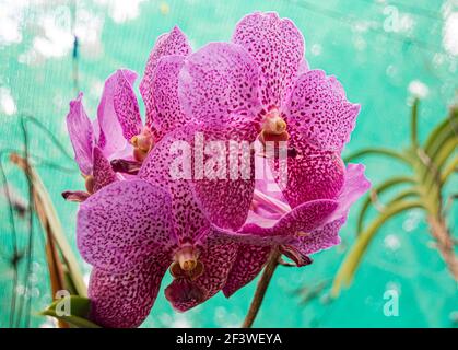 Speckled mauve flower of the vanda orchid Stock Photo