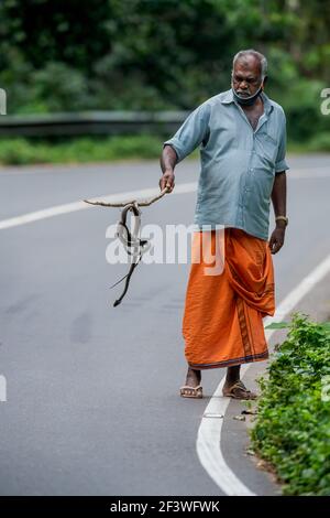 man holding a dead snake on the road from being crushed by a vehicle. concept of Roadkill local animal deaths caused by road traffic accidents. Stock Photo