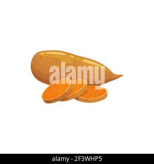 Sweet potatoes whole and cut isolated vegetable food. Vector superfood, unpeeled large bulbous, brown old or new raw potato. Farming and agriculture p Stock Vector
