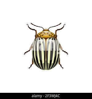 Colorado beetle, insect parasite bug pest control and agriculture disinsection service, vector isolated. Colorado potato beetle and vermin parasite in Stock Vector