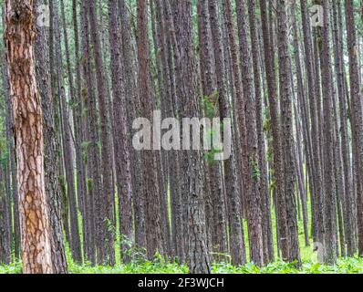 Green pine forest, Forest Unseen Thailand ,name is Suan son bor Kaew or Pine Bokeo  in Chiang Mai distric, Thailand Stock Photo