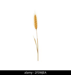 Wheat ear vector icon, bread, natural plant stalk, grain for making flour and baking bread, design element for label or emblem isolated on white backg Stock Vector