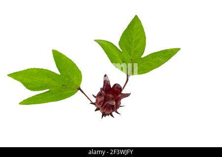 Hibiscus sabdariffa or roselle fruits and green leaf on white background.Saved with clipping path. Stock Photo