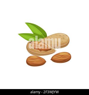 Shelled almond seeds isolated drupes of fruit in hard shell peeled and unpeeled, with green leaves. Vector edible seeds, natural vegetarian food, orga Stock Vector