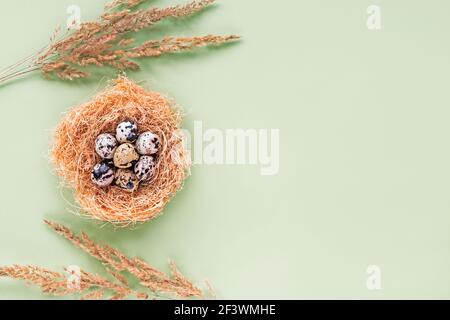 Quail eggs in the nest and dried pampas grass on green background. Easter concept. Top view, flat lay, copy space. Stock Photo