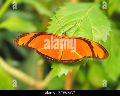 Orange Julia butterfly (Dryas julia, iulia) sitting on green leaf Stock Photo