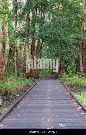 A timber walkway through a melaleuca wetlands forest Stock Photo