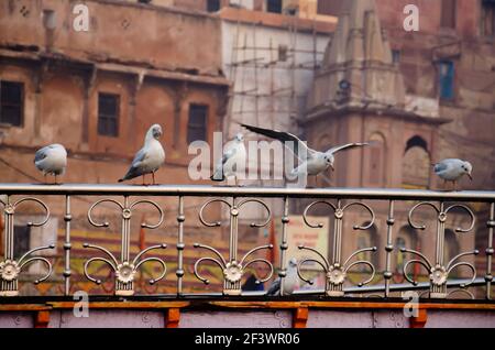 Seagulls sitting on a cruise boat Stock Photo