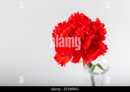 A fresh red carnation flower in glass vase on white background. Close up. Background and texture. Stock Photo