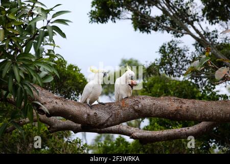 Two Australian native Sulphur-crested cockatoos perched on a mango tree. One bird is eating a whole passionfruit after snatching it from a vine. The o Stock Photo