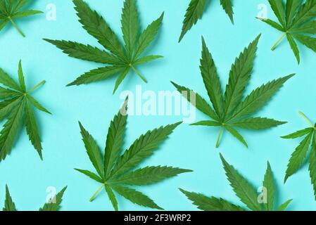 Hemp or cannabis leaves pattern on blue background. Top view. Flat lay. Close up of fresh cannabis leaves for your design Stock Photo