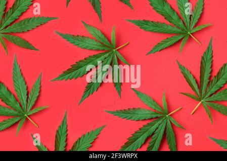 Hemp or cannabis leaves pattern on red background. Top view. Flat lay. Close up of fresh cannabis leaves for your design Stock Photo