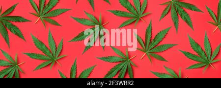 Pattern of hemp or cannabis leaves on red background. Top view. Flat lay. Close up of fresh cannabis leaves for your design. Banner Stock Photo