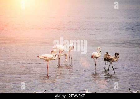 Flamingos at sunset Stock Photo