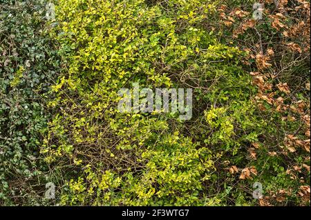 Beautiful planting background of season change concept. From dark green via light green with yellow tones to brown autumn leaves, Dublin, Ireland Stock Photo