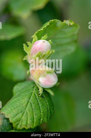 The hazel (Corylus). Green unripe hazelnuts on the tree twig with green leaves. Stock Photo
