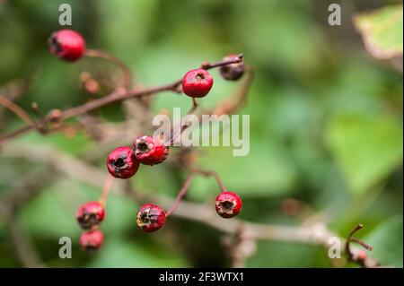 Beautiful closeup view of dry Crataegus spp. (Hawthorn) berries with green leaves in spring, Dublin, Ireland Stock Photo