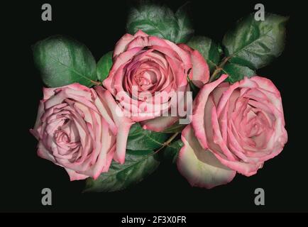 Vintage floral card with three pink roses close up on black background. Artistic image of elegant gentle flowers in retro style. Template for poster, Stock Photo