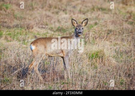 A young deer staring straight back at the camera Stock Photo