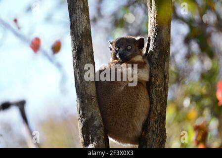 Hubbards Sportive Lemur (Lepilemur hubbardorum), or the Zombitse sportive lemur.  Zombitse-Vohibasia National Park, Madagascar Stock Photo