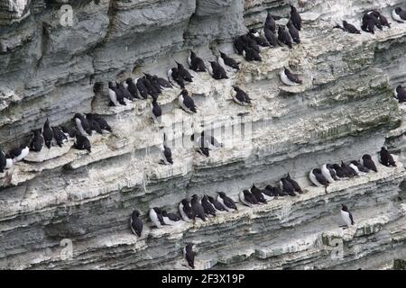 Guillemots - Nesting on cliff face Uria aalge Marwick Head RSPB reserve Orkney Mainland BI019994 Stock Photo